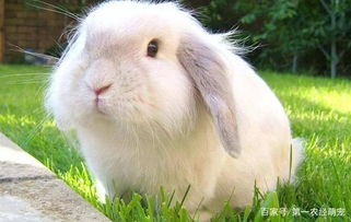 乖巧可爱的兔子是不少小朋友的最爱,饲养它们多注意这些就没问题