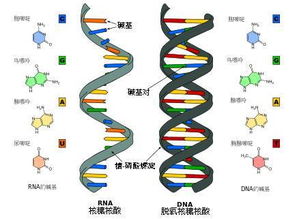 如何判断一个生物是DNA生物还是RNA生物？