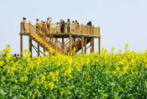 2020沭阳油菜花海旅游节交通管制 停车位置 公交路线(沭阳哪里有免费楼上停车场)