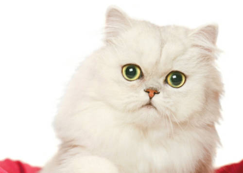 猫可以吃人类的酸奶吗,猫能不能吃酸奶 