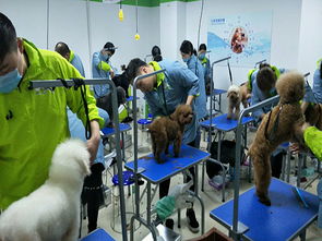 上海宠物美容培训学校哪家强