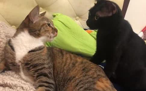 猫弟弟偷偷去咬姐姐,被喵姐姐死亡凝视,看来这只猫咪是喜欢姐姐