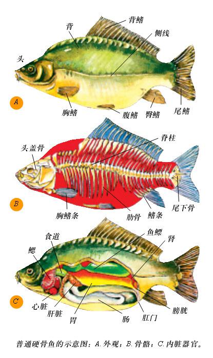 鱼的结构 