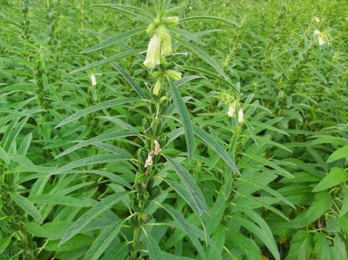 芝麻高产种植不易 这三大种植要点,农户要格外注意