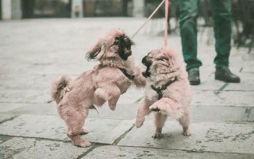 惠州要对城市养犬立法了