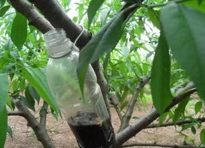 绿化防虫害用什么药，绿化树木病虫害防治方法与技术措施