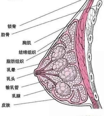 被乳房按摩害惨的中国女人 这个病例为所有人女性敲响警钟