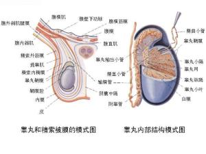 睾丸纵隔