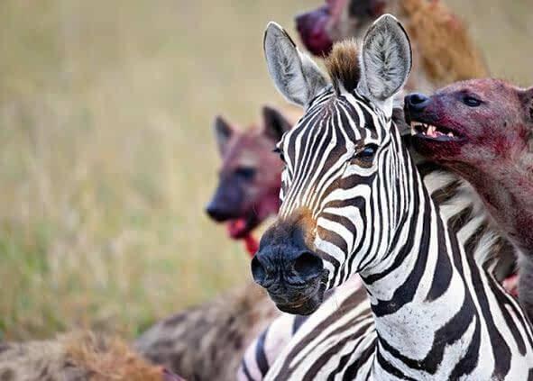 怀孕斑马惨遭20只鬣狗围攻吞食, 尚未出生小斑马也被鬣狗叼走