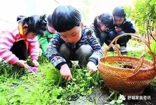 舒城挖野菜的都赶紧看过来,朋友圈已传疯