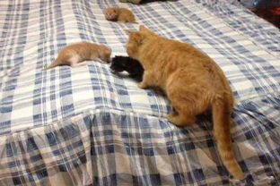 主人将小奶猫放床上, 猫妈妈看见后急得不行, 赶紧叼走藏起来 