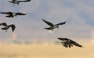 武当山的乌鸦崇拜,一种被遗忘的吉祥鸟