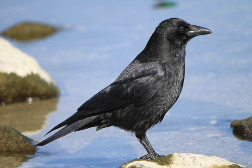 eat crow 可不是指 吃乌鸦 ,会很尴尬