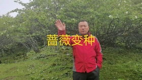 阳台系列月季地栽会长成什么样 我们来尝试地栽2棵果汁阳台和金丝雀