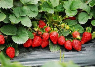 草莓的种植于管理 