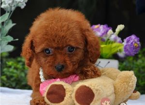 苏州哪里可以买到泰迪犬 泰迪犬多少钱一只啊 泰迪犬好养吗