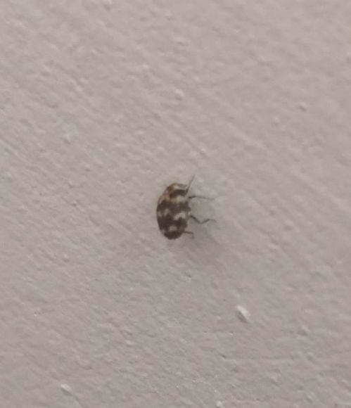 家里墙上被子上有好多带壳的小虫子,应该会飞,请问是什么虫子,咬人吗,有没有毒害,如下图