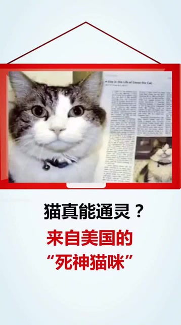 猫真的能通灵吗 