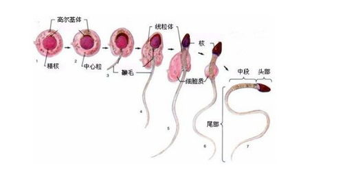 次级精母细胞的子细胞能不能叫精子,我知道要变形 