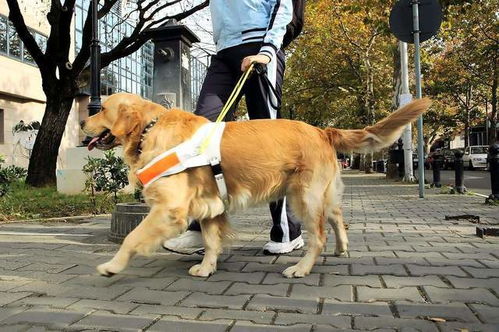 培训一只导盲犬花费十几万,钱花到哪里了 导盲犬的培训有多严格
