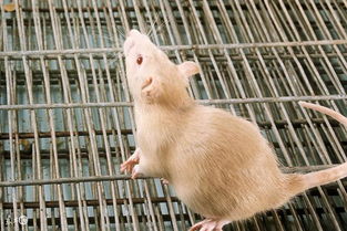 属鼠人 最命苦 的出生月份,看你家有属鼠的吗