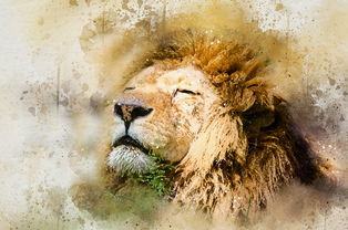 狮子,非洲狮,skeezy 狮子,非洲,猫,野生,动物,男,野生动物,哺乳动物,捕食者,肉食动物,野生动物园,国王,鬃毛,狮子座,大,猫的,自然,动物园,母狮,猎人,荒野,稀树草原,骄傲,游戏,公园,领导者,亨特,丛林,晚上 