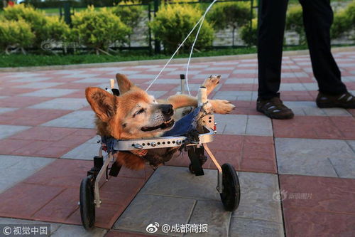 19岁小狗瘫痪 主人自制轮椅照顾 把它当家人 