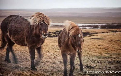 不是矮种马的 矮马 冰岛马 
