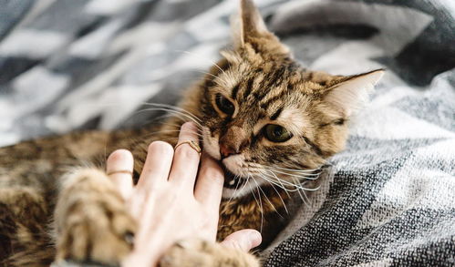 过年把猫寄养,回来后发现猫咪 性情大变 这种情况要注意了