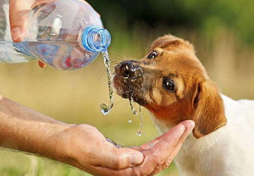 狗狗需要喝很多水吗