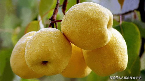 全中国有多少种梨子 盘点全国最好吃的50种梨,第一名太出乎意料