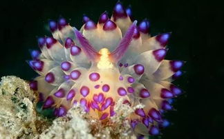 颜色绚丽的海底神奇生物,你都认识吗 