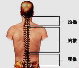 脊柱问题可导致哪些疾病