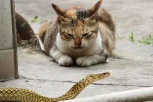 梦见猫和蛇打架猫死了(梦见猫和蛇打架,蛇反过来攻击我)