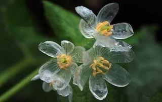 冰莲,淋雨后会变透明的花 美极了