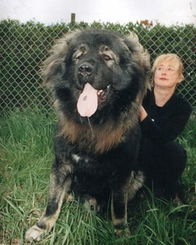 高加索犬 探秘世界上最大的狗 20 