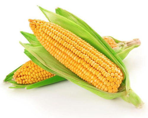 几月份种玉米最合适,几月份种玉米最合适