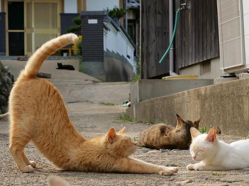 这些猫咪伸懒腰的样子也太优雅了吧,看困了