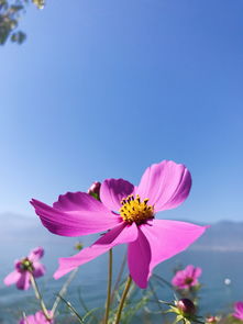  洱海旅游大概需要花费多少钱？