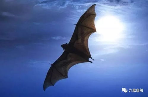 蝙蝠是5千万年前远古物种,有独特免疫系统,进化最成功生物之一