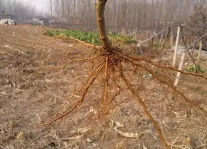 白根药材怎样种植