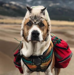 世界上最勇敢幸福的一对猫猫狗狗,他们的合照更是惊艳了世界 