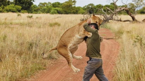 非洲坦桑尼亚,狮子吃人吃上瘾,当地人却找不到它的踪迹 