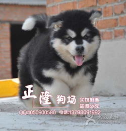 正隆狗场 出售健康纯种阿拉斯加幼犬 疫苗驱虫已做完图片 广州宠物 