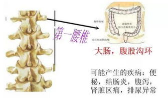 脊柱正不生病,脊椎引起的108种疾病大全 