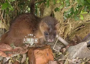 海宁人家里竟闯进这种动物 性情凶猛和狗大战 没想到的是...