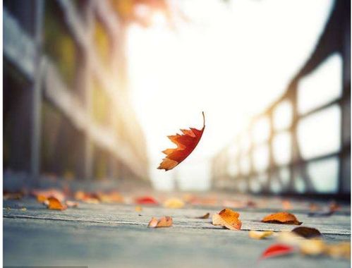立秋后树叶被秋风吹落,用什么成语形容 