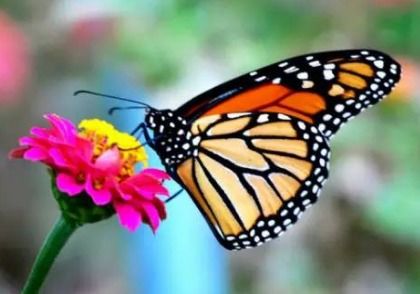 心理测试 选一只花上最美的蝴蝶,测近期你的运势会怎样