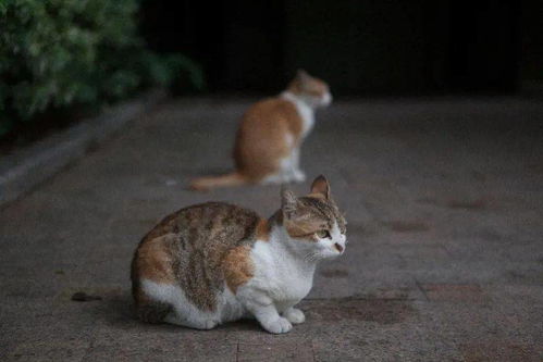 深圳一公园内流浪猫死亡,市民看到后大哭 警方排查结果出炉