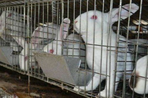 养兔的利润与成本,10只母兔一年能挣多少